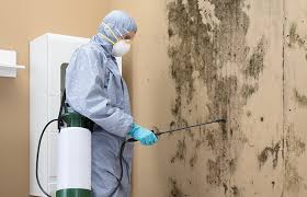 Why You Should Choose Our Mold Remediation Services in Placeholder9